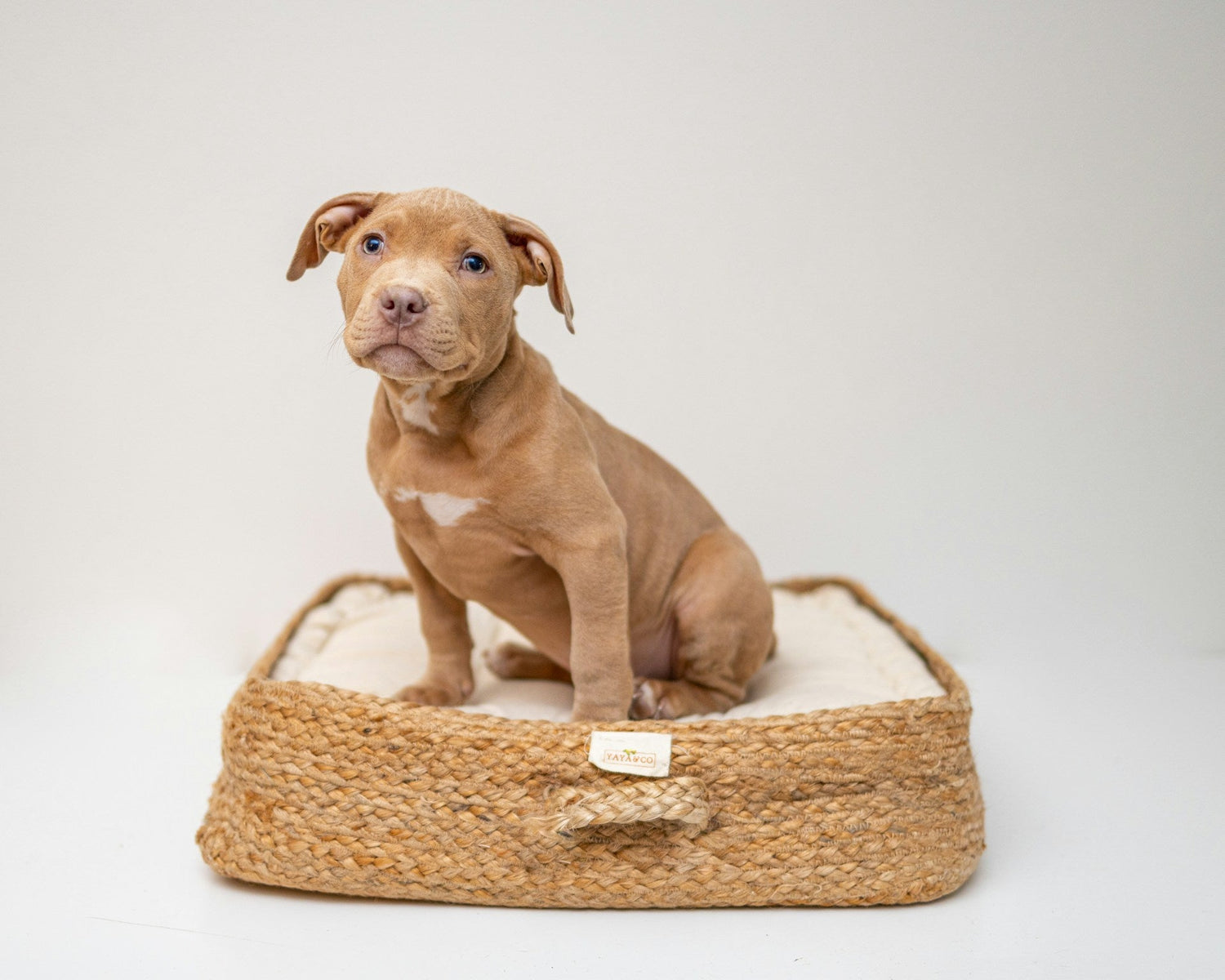 Pet Beds & Crates