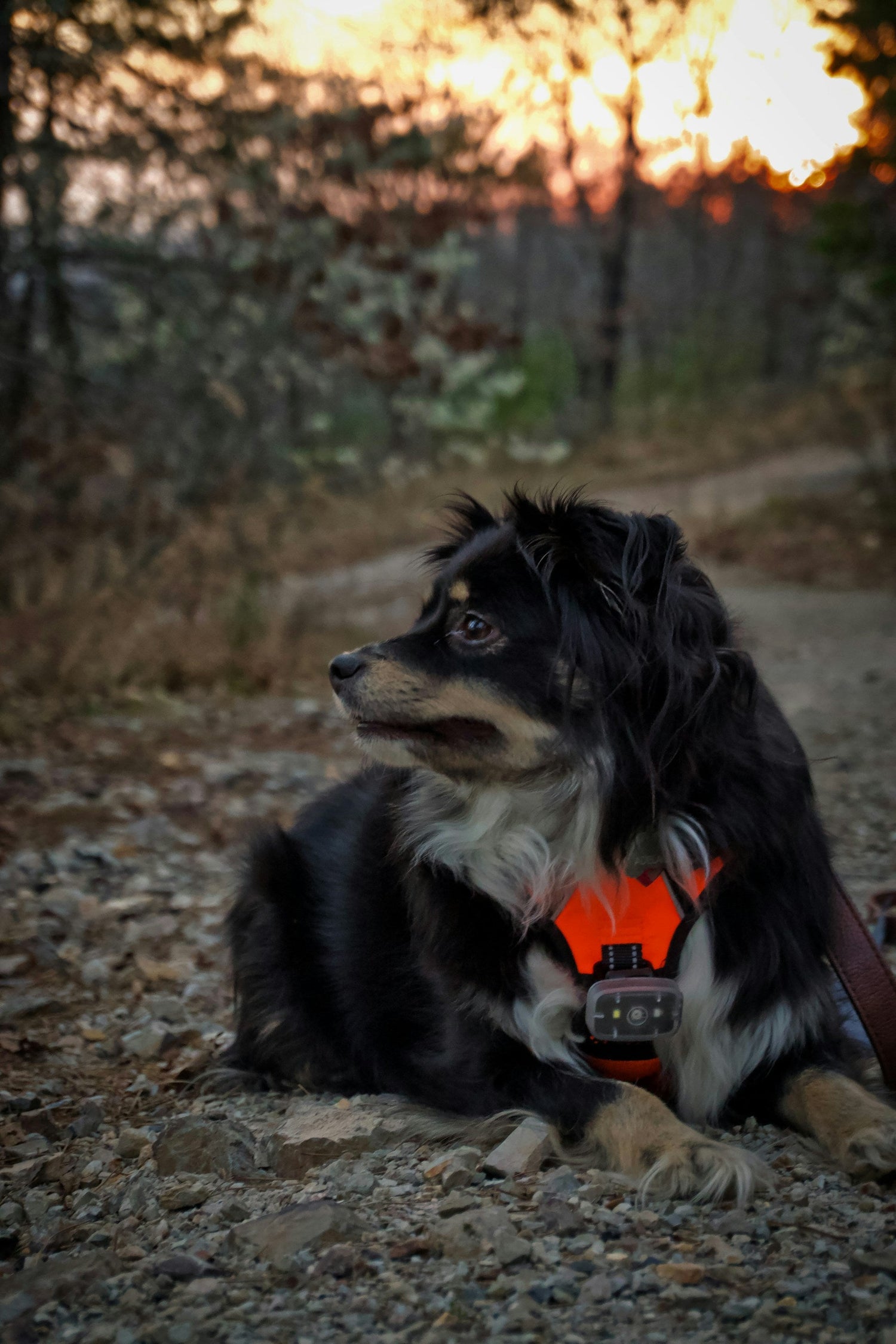 Outdoor Pet Gear