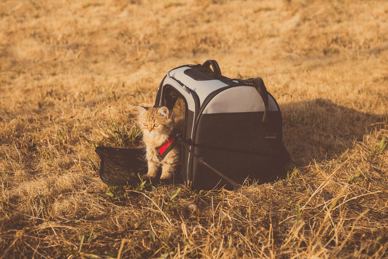 Travel & Carriers