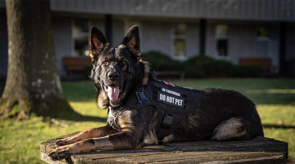 Dog Harness And Leash Set For Training German Shepherd Malinois